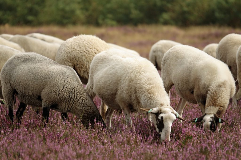 heather, heath sheep, sheep-7009925.jpg